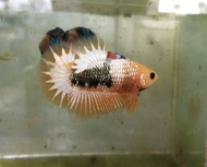 FCCP VIETNAM ONE PAIR