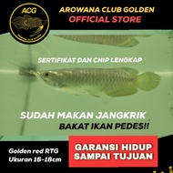 Ikan Hidup arwana golden red Red tail golden / RTG anakan baby 15-16