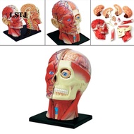 [Lstjj] 4D Assembled Humans Skeleton Anatomical Model, Teaching Education Toy Brain