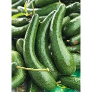 Jumbocado | Avocado 034 Vietnam Buah Bơ Premium | Isi Tebal, Biji Kecil, Creamy Butter, Smoothie