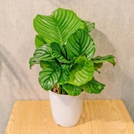 青蘋果竹芋 日式塑陶盆 室內植物 觀葉植物 禮物 盆栽 辦公室小物