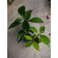 Anak Pokok Pecah Beling / 黑面将军小苗
