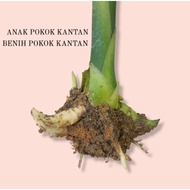 RIZOM KANTAN / ANAK POKOK KANTAN / BENIH POKOK KANTAN