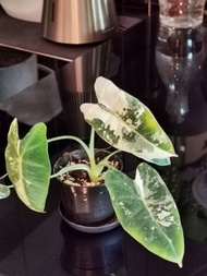 Alocasia frydek variegata