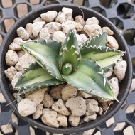 Ready Stock-  Succulent Agave Titanota FO-076 Oteroi Solar Eclipse mp.多肉 龙舌兰 仁王冠 龍舌蘭 嚴龍 福建白鲸 狂刺夕殃 季节锦 黄中斑 live plant 绿植