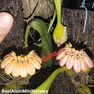 Orkid Bulbophyllum pulchellum sp..