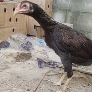 Ayam shamo jepang x asell pakistan betina