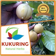 Fresh Fruit Nuts For Fresh Herbs Or Fresh Spices Ta | Buah Pala Segar Untuk Herbal Manisan ataupun Bumbu segar ta