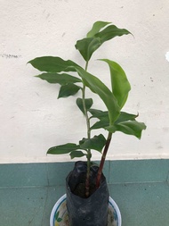 Pokok insulin/insulin plant