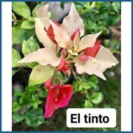 ❡ ╱ ∱ SALE!! RARE ROOTED BOUGAINVILLEA