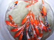 淡水 景觀魚 魚苗 吳郭魚 草魚 烏鰡 台灣鯛 大頭鰱 加州鱸 錦鯉 魚眼 魚網 魚缸 魚飼料 好多魚 蝦叔叔 魚批發