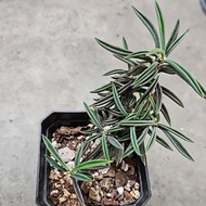 Euphorbia Cylindrifolia ssp rare plant draft plant