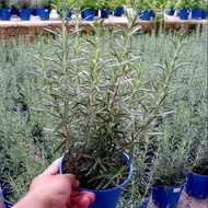 Anak Pokok Bunga Herba Rosemary Live Plants Rosemary Herb Potted Plant Pokok Herba Pokok Hiasan Cant