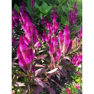 biji benih / pokok balung ayam purple tassel