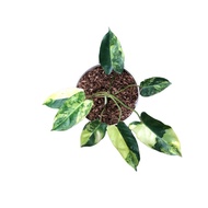 philodendron burle marx variegata