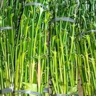 15 entres kopi bagio tunas raja