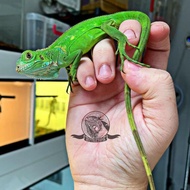 Promo / Terlaris Green Iguana Super bukan red blue albino axanthic tegu panana