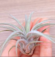 空氣草&霸王x皇家寶藏(🔥pm問價&會優惠價出售)#Tillandsia #空氣鳳梨 #Airplant #植物