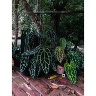 ANTHURIUM telinga gajah darkfoam hitam🪴