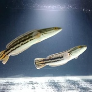 Ikan Chana Chana Toman 13-14 cm