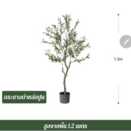 🫒 ต้นไม้ปลอมเกรดพรีเมี่ยม (Fake tree) ต้นมะกอกโอลีฟ ปลอม olive  120Cm. ครบชุดพร้อมโชว์:.