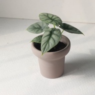 植栽 盆栽 l 銀龍觀音蓮 冰淇淋杯盆器  療癒立體銀色葉片 散光