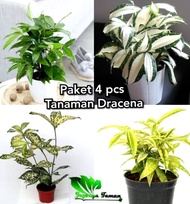 TANAMAN HIAS PAKET TANAMAN HIDUP DRACENA / DRACENA GOLDEN/DRACENA HIJAU/DRACENA MILK/ DRACENA