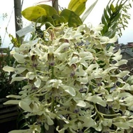 Anggrek Dendrobium Wulaiense