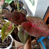 tanaman hias caladium bercak merah thailand