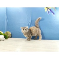 Kucing kitten Munchkin Gaelic fold betina