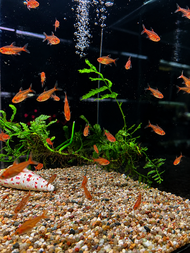 Ember Tetra / Fresh Water