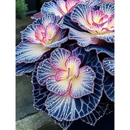 Biji Benih Keladi Caladium Begonia Rex ‘Starry Night’ Seed - 5 Seed