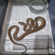 retic klawu marble platinum