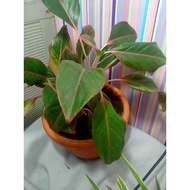 Aglaonema Red Siam live plants rooted indoor plants