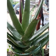 aloevera(lidah buaya )