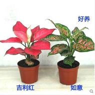 Yixuan Lucky Queen Colored Leaves Aglaonema Potted Fire Red Young Indoor Flower Leaf-Watching Plant Soil Hydroponic