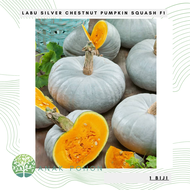 Benih Bibit Biji - Labu Silver Chestnut Pumpkin Squash F1 Kastanye Kaboca Perak Hibrida Seeds - IMPO