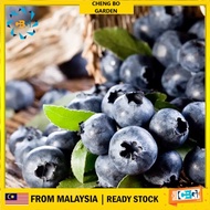 Anak Pokok Blueberry Misty Low Land Pokok Rare Senang Tumbuh