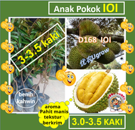 Pokok Besar Durian IOI(3.0-3.5 kaki) D168 Pokok Durian Mas 101榴莲苗 Sapling Durian IOI