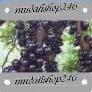 Bernih 种子Jabuticaba Tree 树葡萄Pokok Anggur Brazil