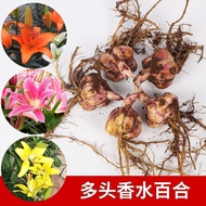 Fast Shipping [Lily Seeding Ball] Perfume Lily Seeding Ball Tulip Seeding Ball Narcissus Zhuding Red