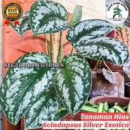 PRODAK ORIGINAL Tanaman Hias Sirih Gading SIlver - Tanaman Gantung Sirih Gading Silver