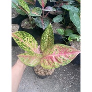 Home Decoration - Aglaonema Pink Big Roi