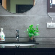 水耕炭盆 | 黃金葛 室內植栽/簡單照顧/懶人福音