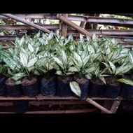 aglonema snow white remaja - Aglonema