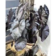 Colocasia Black Coral