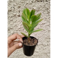 PROMO!!! Tanaman Hias Jade Plant / Jade Plant / Jade Plant Bonsai