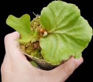 亞猴 亞洲猴腦 鹿角蕨 P.Ridleyi