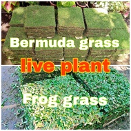 Bermuda Grass /frog grass live plant live plant 4 blocks