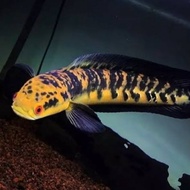 ikan chana maru ys yellow Sentarum size 17-20cm